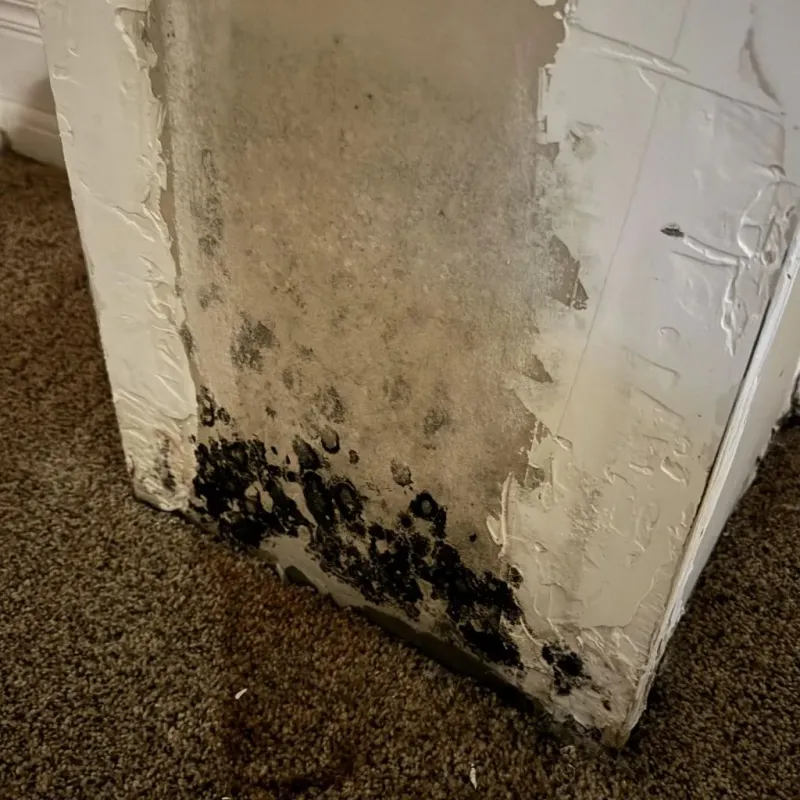 Professional Mold Removal in Vermillion, SD